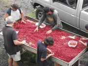 Getting to Ripe Coffee at Hula Daddy Kona Coffee by Karen Paterson