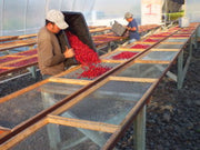 DOUBLE HIT ON KONA COFFEE FARMS
