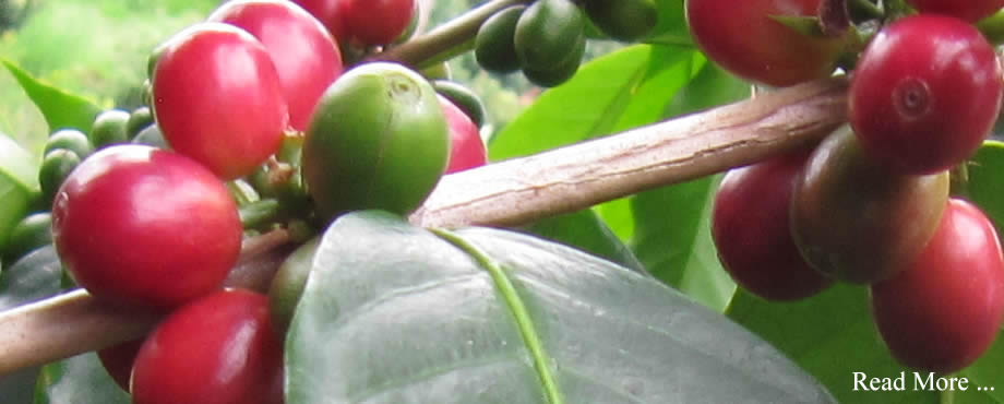 Things to Know Before You Buy Gourmet Kona Coffee