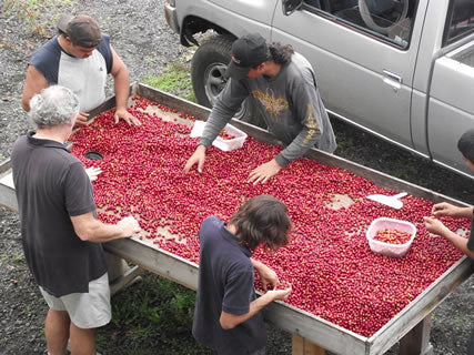 Getting to Ripe Coffee at Hula Daddy Kona Coffee by Karen Paterson