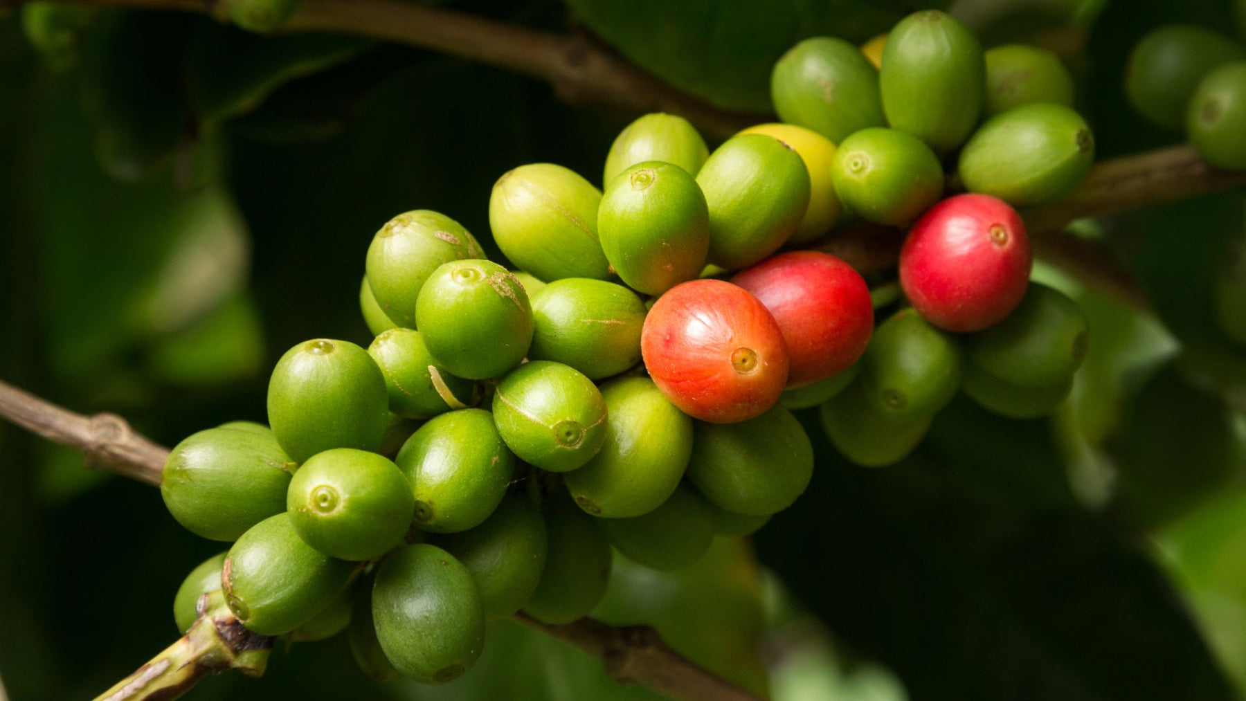 Hula Daddy Coffee Farm